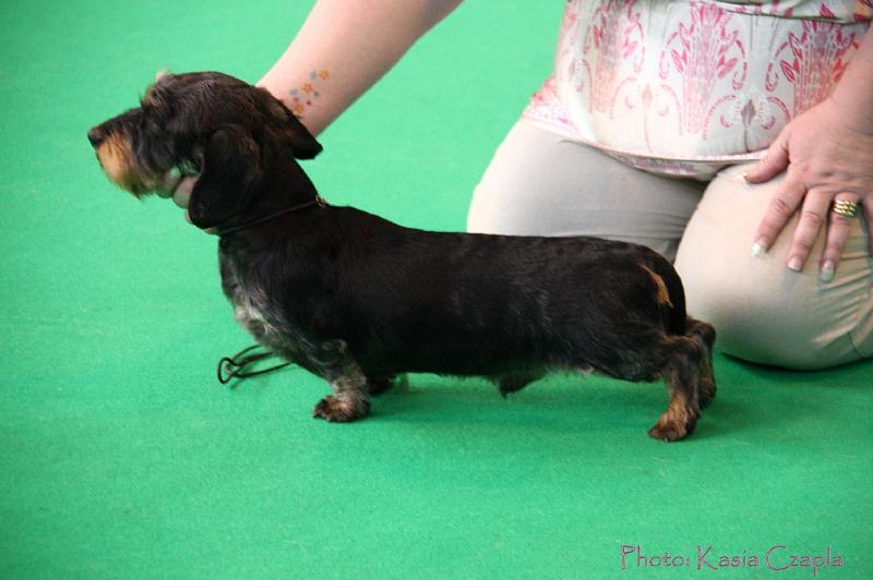 Crufts2011_2 571.jpg